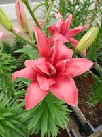 [5007 Pink Blossom No02.JPG]